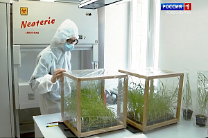 Новосибирские учёные изучают поражающий пшеницу грибок. Фото с www.nsktv.ru